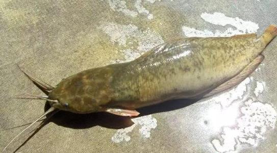 塘角魚(yú)養(yǎng)殖成本和利潤(rùn)多少