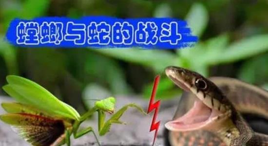 蛇為什么怕螳螂