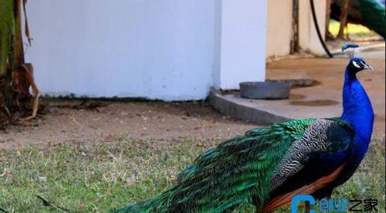 孔雀養(yǎng)殖前景和效益 孔雀養(yǎng)殖前景和效益