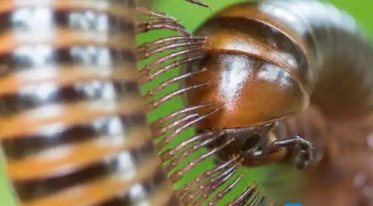 千足蟲有人收嗎多少錢一斤