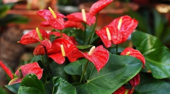 紅掌的養(yǎng)殖方法和注意事項