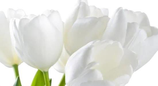 郁金香的種植方法和時間