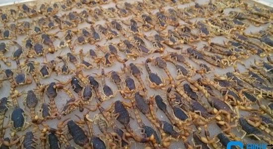 蝎子養(yǎng)殖前景怎么樣