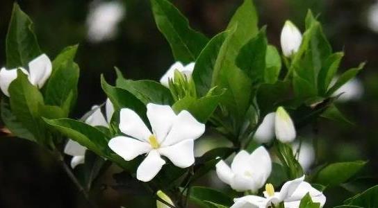 梔子花的養(yǎng)殖方法和注意事項