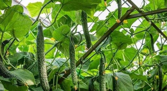 農(nóng)業(yè)種植什么項(xiàng)目前景好掙錢(qián)多