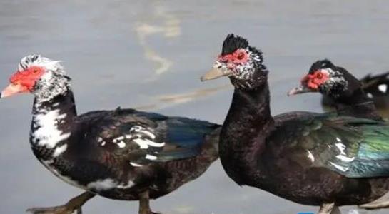 番鴨養(yǎng)殖成本與利潤(rùn)