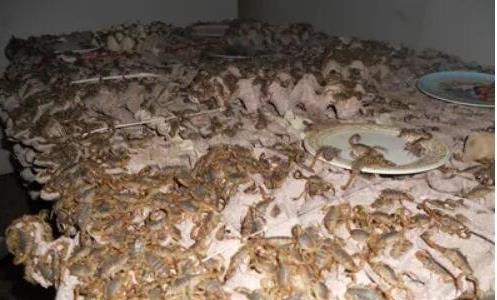 蝎子養(yǎng)殖前景怎么樣