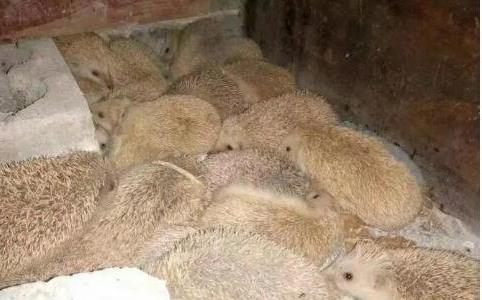 刺猬養(yǎng)殖成本和利潤(rùn)分析