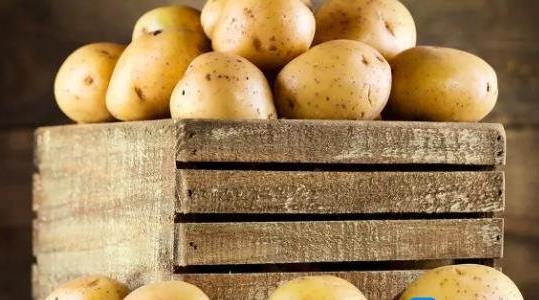 土豆種植成本和利潤多少