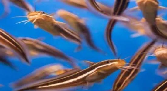 泥鰍養(yǎng)殖的成本利潤(rùn) 泥鰍養(yǎng)殖的成本利潤(rùn)