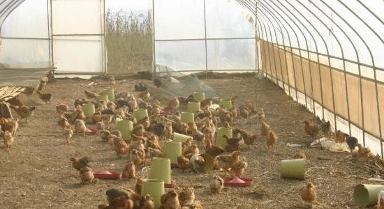 新式養(yǎng)雞大棚花多少錢