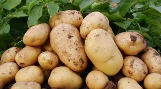 土豆種植多久可以收獲