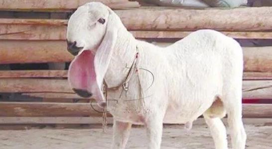 瓦格吉爾羊多少錢一只為什么那么貴 瓦格吉爾羊多少錢一只為什么那么貴