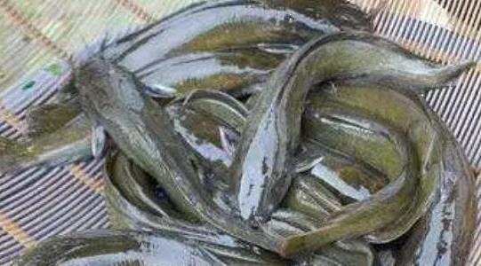 塘角魚養(yǎng)殖周期是多久