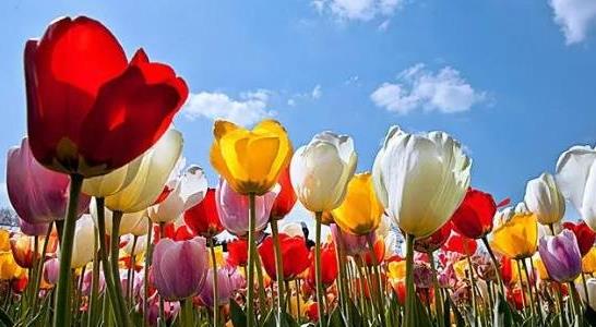 郁金香的種植方法和時間