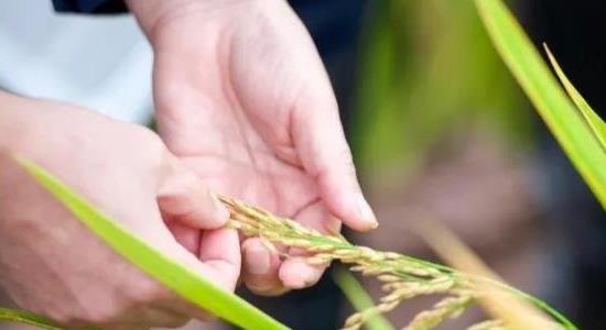 雜交水稻什么時候問世