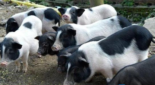 香豬養(yǎng)殖加盟多少錢 香豬養(yǎng)殖加盟多少錢