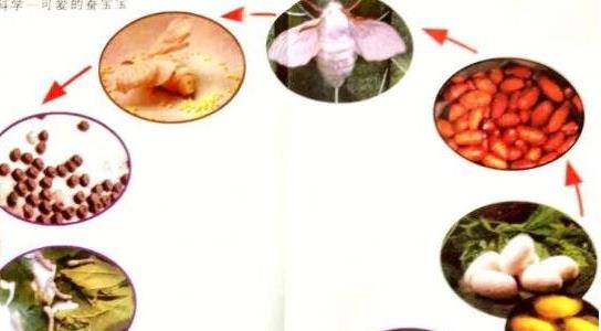 蠶結(jié)繭后幾天蠶蛾從繭中鉆出來(lái)