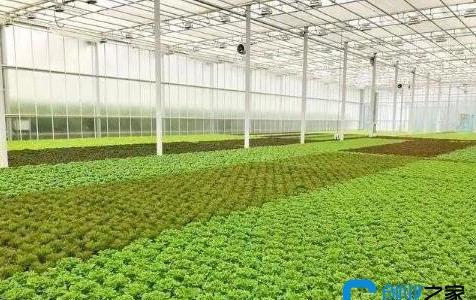 農(nóng)業(yè)種植致富項(xiàng)目