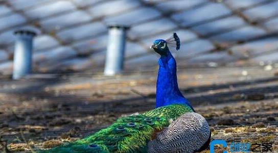 孔雀養(yǎng)殖前景和效益 孔雀養(yǎng)殖前景和效益