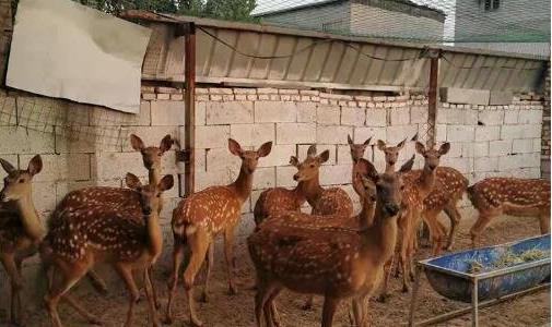 梅花鹿養(yǎng)殖成本和利潤(rùn)