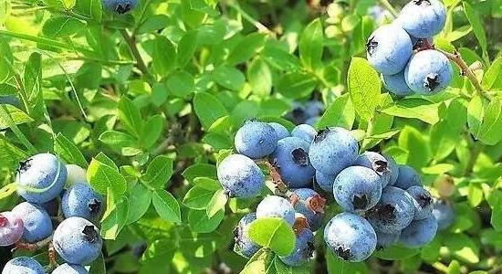 藍(lán)莓的種植方法和技術(shù)