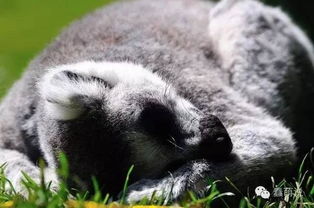 有哪些動物睡覺的方法是什么意思