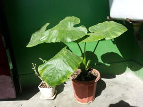 我們用哪些方法給植物分類