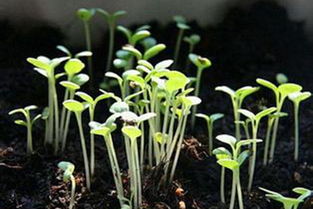 播種前種子處理的方法有哪些