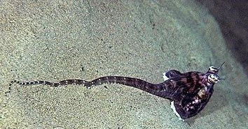 哪些動物有壁敵的方法