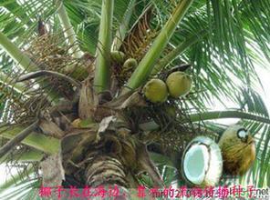 植物多有哪些傳播方法