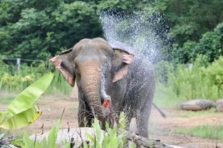 寧海知道哪些動(dòng)物的避暑方法