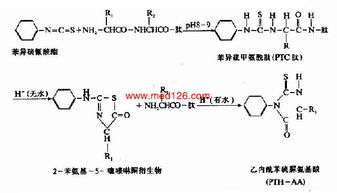 測定蛋白質(zhì)不同結構的方法有哪些