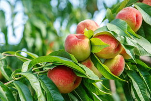 桃樹(shù)什么時(shí)候嫁接最好嫁接方法有哪些