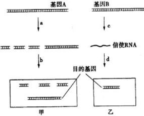 獲取目的基因的方法有哪些(詳細)