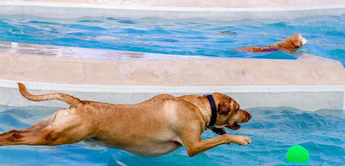 訓練狗狗的方法有哪些