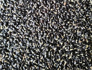 樹木種子干燥的方法有哪些