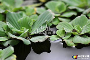 水生植物栽植方法有哪些