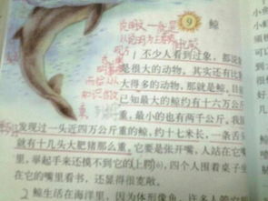 鯨一文用了哪些說明方法