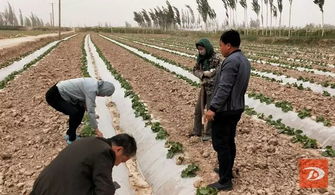 經(jīng)濟(jì)林修剪方法有哪些