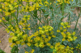 請問臭草的功效和臭草的作用有哪些臭草能吃嗎食用方法是什么？