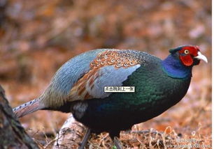 人工捕野雞有哪些方法