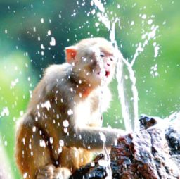 有哪些小動(dòng)物避暑的方法有哪些