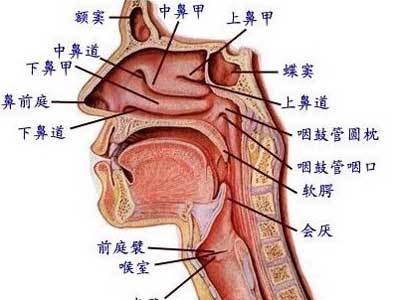 萎縮性鼻炎有哪些方法治療