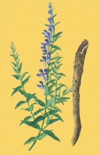 黃芩苷含量測(cè)定還可以用哪些方法