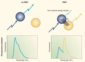 研究蛋白質(zhì)功能的方法有哪些