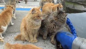 你知道哪些動物會搬運貨物丿它們的方法各是什么