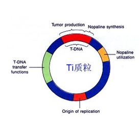 基因工程轉(zhuǎn)化有哪些方法