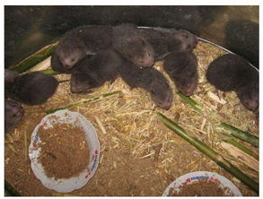 竹鼠的養(yǎng)殖條件方法應(yīng)注意哪些問(wèn)題