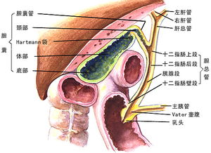 膽囊有息肉有哪些治療方法